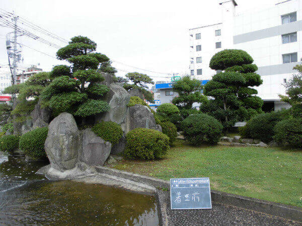 中津駅前　庭木剪定